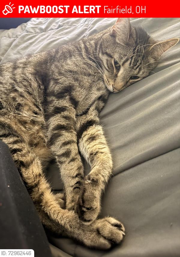 Lost Male Cat last seen Fairfield library, Fairfield, OH 45014