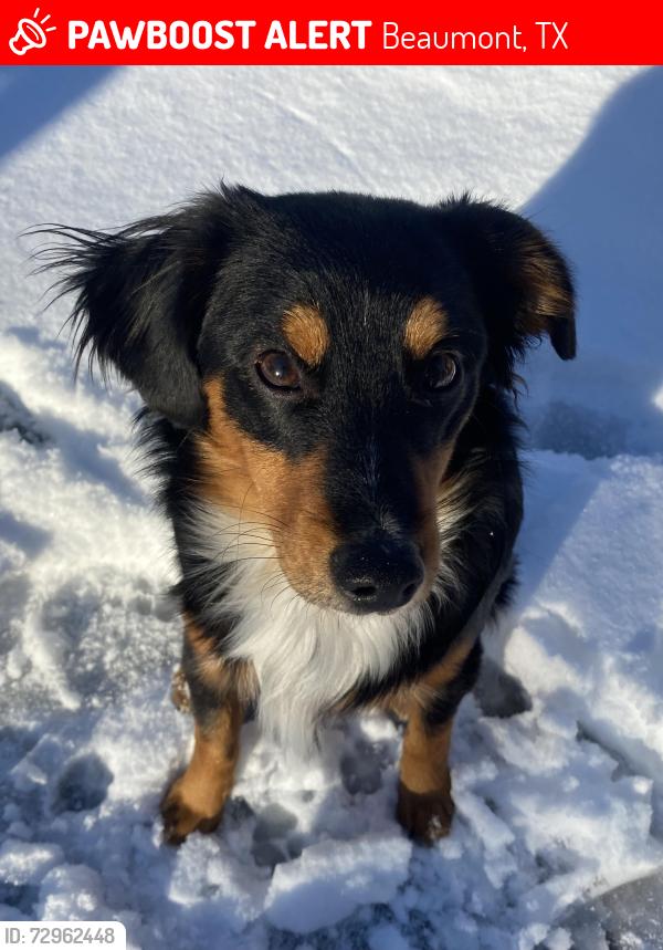 Lost Male Dog last seen wooten rd, Beaumont, TX 77707