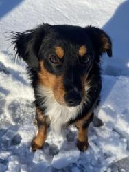 Lost Male Dog last seen wooten rd, Beaumont, TX 77707
