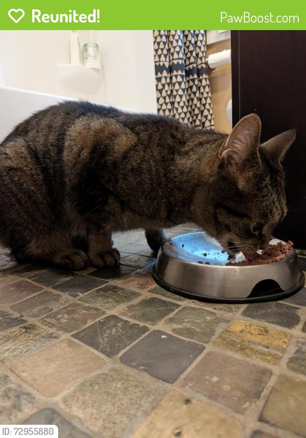 Reunited Male Cat last seen 40th and 24th Ave S (near Roosevelt HS), Minneapolis, MN 55406