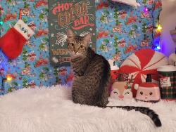 Lost Female Cat last seen Avenue I and MLK Jr blvd service road, Riviera Beach, FL 33404