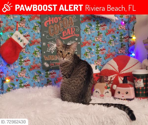 Deceased Female Cat last seen Avenue I and MLK Jr blvd service road, Riviera Beach, FL 33404
