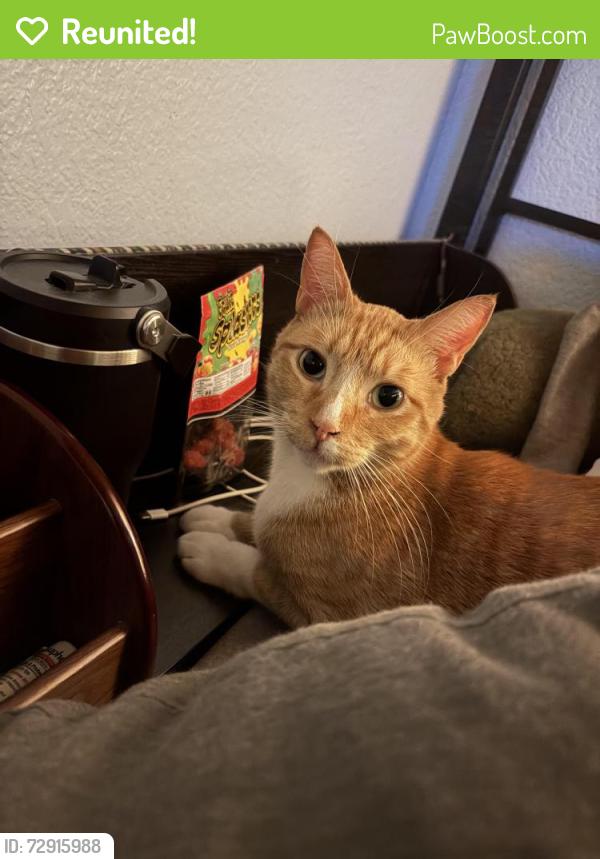 Reunited Male Cat last seen 17th street, San Pablo, CA 94806