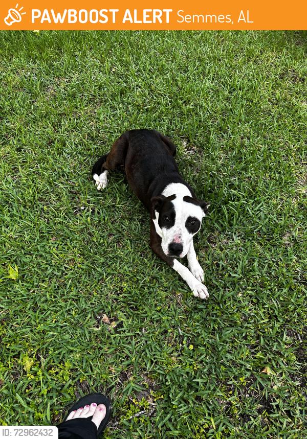 Found/Stray Female Dog last seen e Pond Rd and Broadus Loop Rd, Semmes, AL 36613