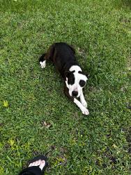Found/Stray Female Dog last seen e Pond Rd and Broadus Loop Rd, Semmes, AL 36613