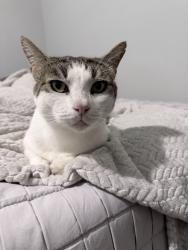 Reunited Male Cat last seen Manecke Rd and West St, Brooksville, FL 34601