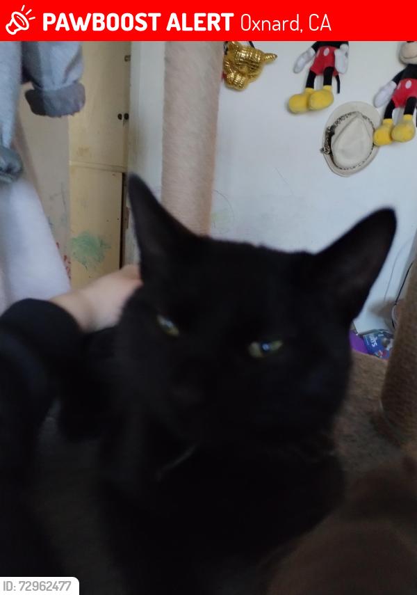 Lost Male Cat last seen Channel Islands road Oxnard , Oxnard, CA 93033
