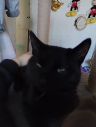 Lost Male Cat last seen Channel Islands road Oxnard , Oxnard, CA 93033