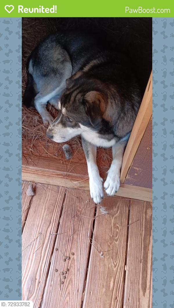 Reunited Male Dog last seen Taylor road and Happy Hill road, Carroll County, GA 30185