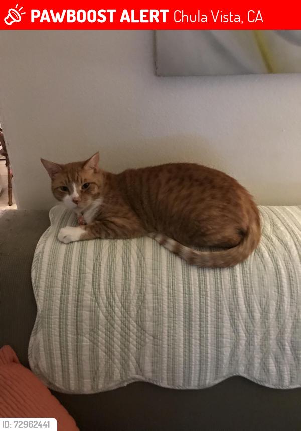 Lost Male Cat last seen Sierra Park apmt on L st., Chula Vista, CA 91911