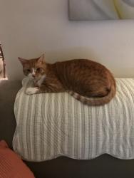 Lost Male Cat last seen Sierra Park apmt on L st., Chula Vista, CA 91911