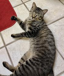 Found/Stray Male Cat last seen Orr Rd, Fairview, TX 75069