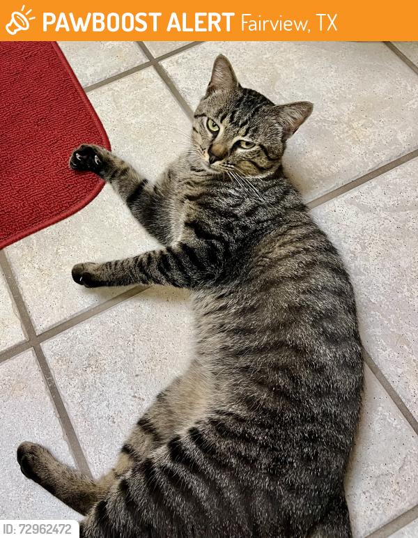 Found/Stray Male Cat last seen Orr Rd, Fairview, TX 75069
