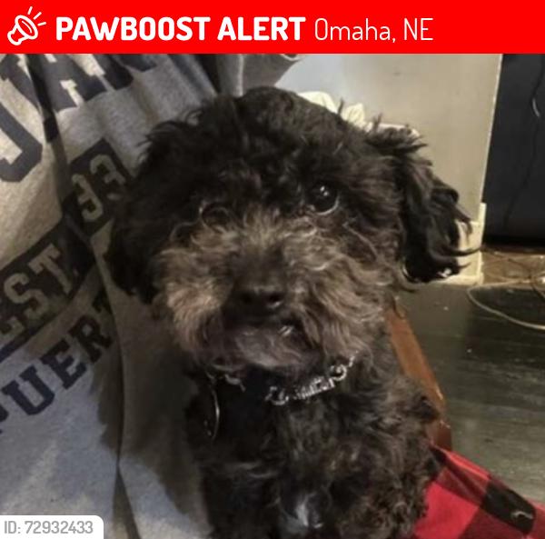 Lost Male Dog last seen North 30th st and vane, Omaha, NE 68112