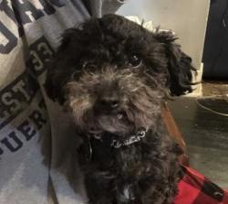 Lost Male Dog last seen North 30th st and vane, Omaha, NE 68112