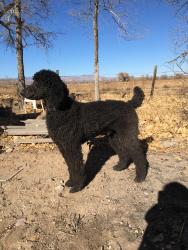 Lost Male Dog last seen Sile, New Mexico, Peña Blanca, NM 87041
