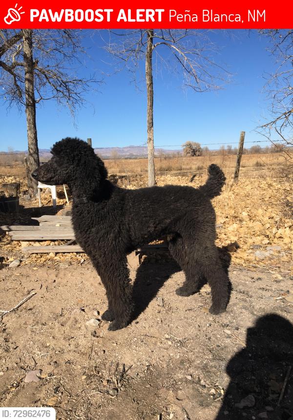 Lost Male Dog last seen Sile, New Mexico, Peña Blanca, NM 87041
