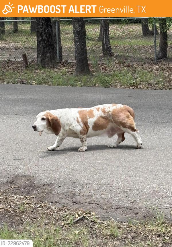 Found/Stray Unknown Dog last seen Old mill and Angela lane, Greenville, TX 75402
