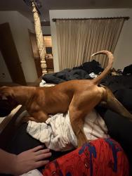 Reunited Male Dog last seen Pinkham elementary , Visalia, CA 93292