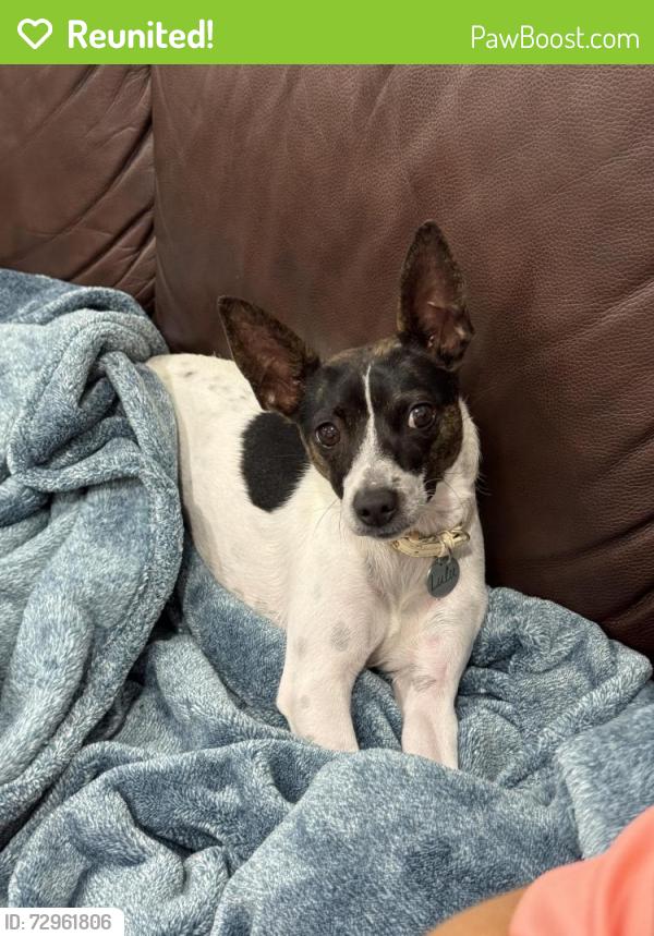 Reunited Female Dog last seen Bonita Lakes cndmnium, Miami, FL 33186