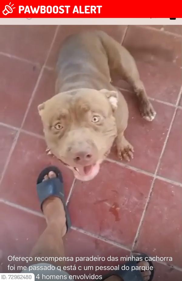 Lost Female Dog last seen Rua Santa Terezinha 71, Parque Boneville, RJ 