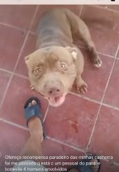 Lost Female Dog last seen Rua Santa Terezinha 71, Parque Boneville, RJ 