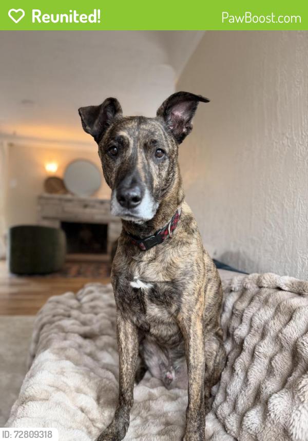 Reunited Male Dog last seen N Portland Rd, on the tracks headed out toward Marine Drive, Portland, OR 97203