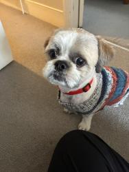 Reunited Male Dog last seen CR7 6DB, Greater London, England CR7 6DB
