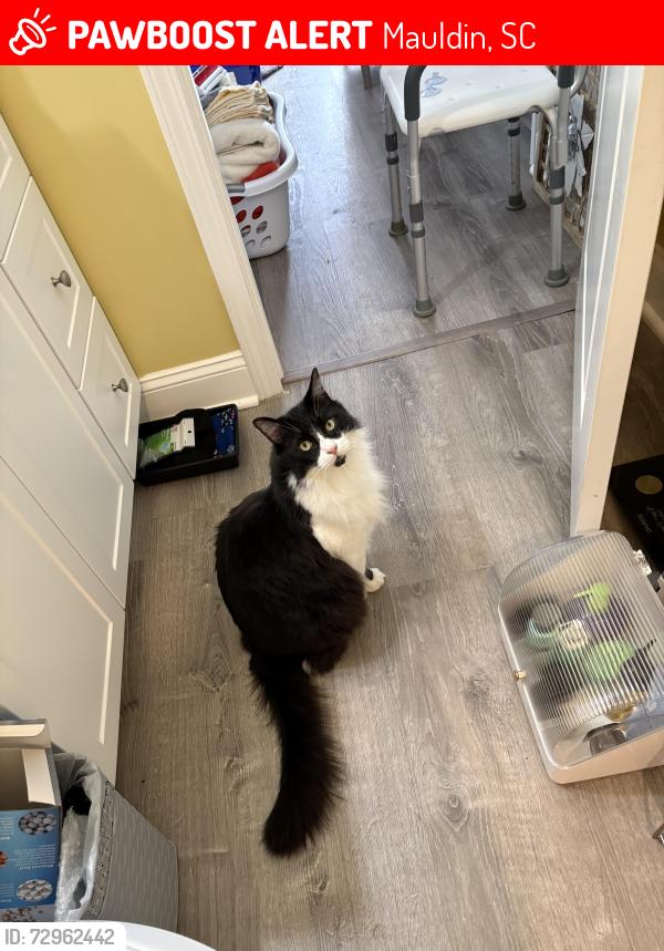 Lost Male Cat last seen Sunrise drive & Murphy Road behind Mauldi  cultural center, Mauldin, SC 29662
