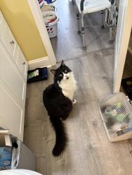 Lost Male Cat last seen Sunrise drive & Murphy Road behind Mauldi  cultural center, Mauldin, SC 29662