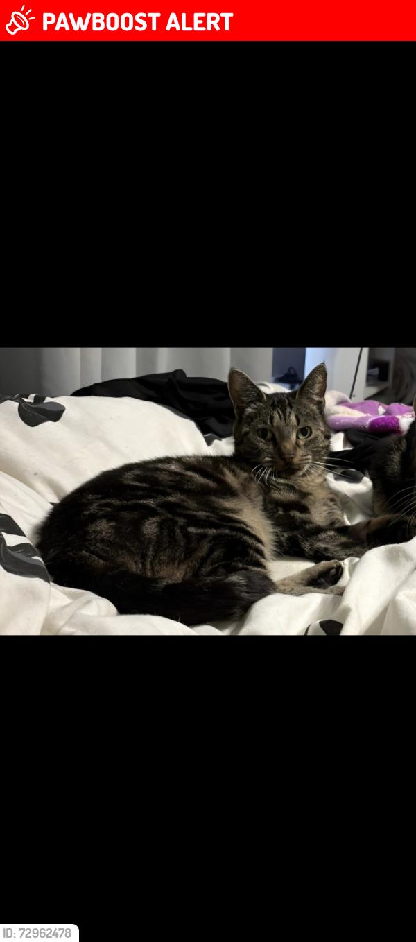 Lost Female Cat last seen Shukers, Weston Coyney, Stoke-on-Trent, England 