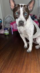 Reunited Male Dog last seen Near Cherokee Trail, Fort Worth, TX 76133, USA, Fort Worth, TX 76133