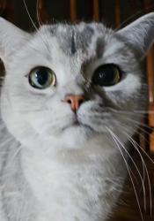 Lost Male Cat last seen Waveland and Pittsburgh , Chicago, IL 60634