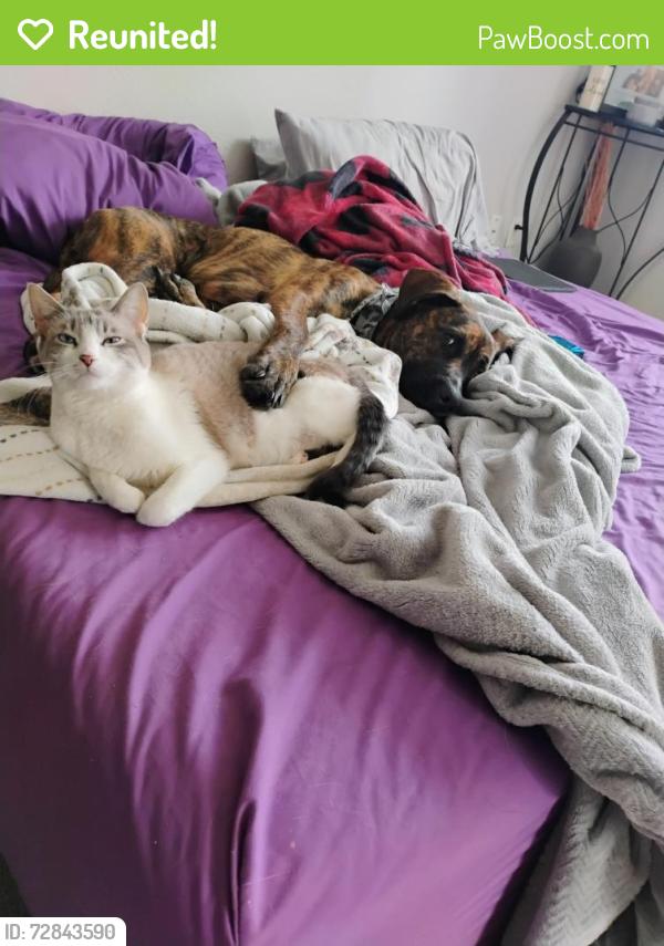 Reunited Female Cat last seen Walnut st , Grand Forks, ND 58201