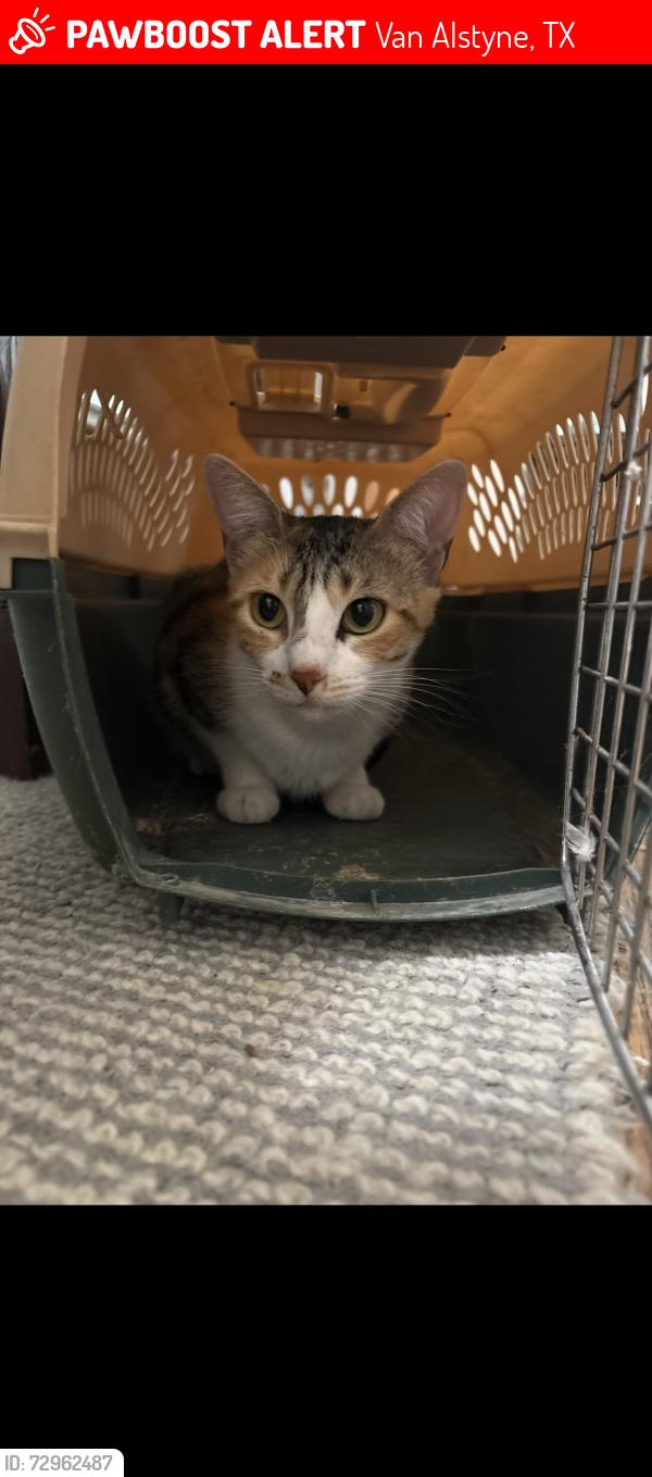 Lost Female Cat last seen Near Eon in van alstyne and next to highway 5., Van Alstyne, TX 75495