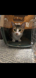 Lost Female Cat last seen Near Eon in van alstyne and next to highway 5., Van Alstyne, TX 75495