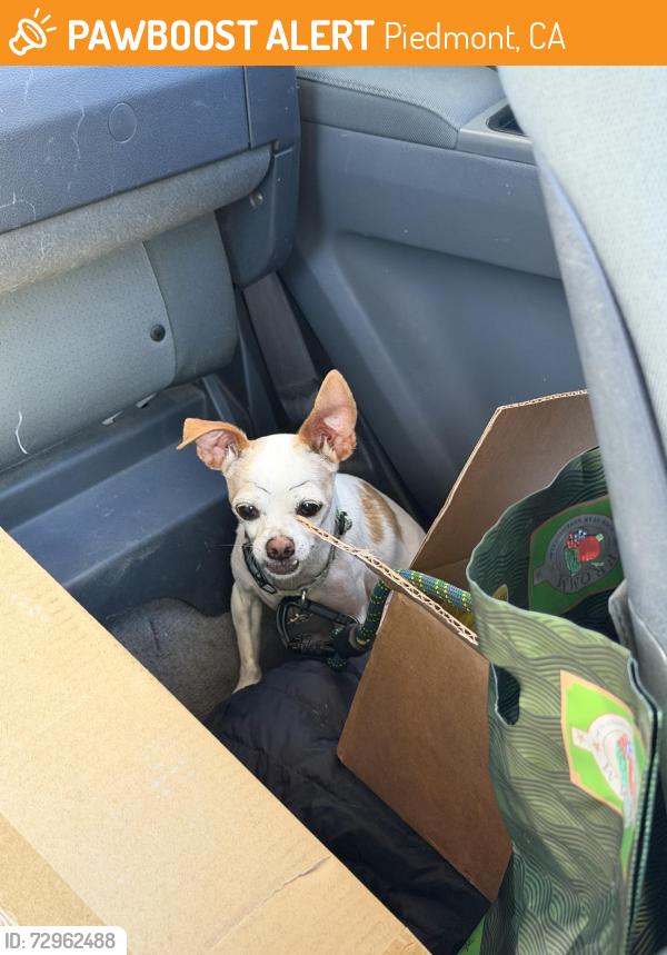 Found/Stray Male Dog last seen Hwy 13, Piedmont, CA 94611