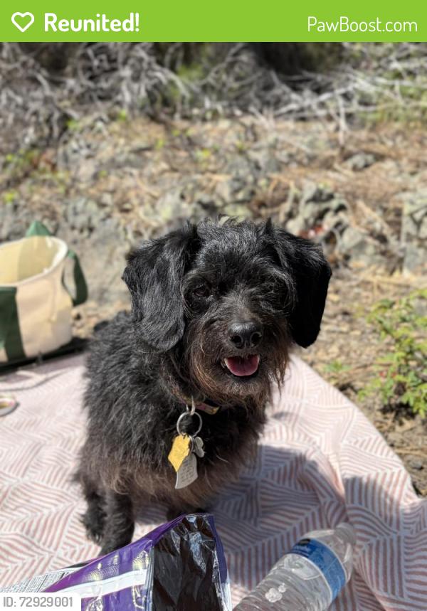 Reunited Female Dog last seen 46th and 702, Roy, WA 98580