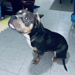 Reunited Male Dog last seen Near Cherokee Trail, Fort Worth, TX 76133, USA, Fort Worth, TX 76133
