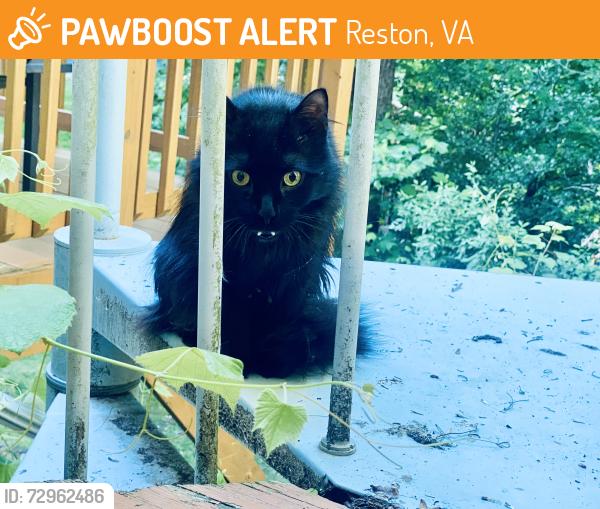 Found/Stray Unknown Cat last seen Millennium and Decade ct, Reston, VA 20191