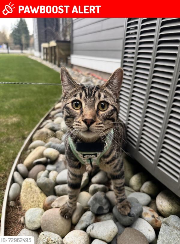 Lost Male Cat last seen Near avenue , Langley Township, BC V2Z 2S5
