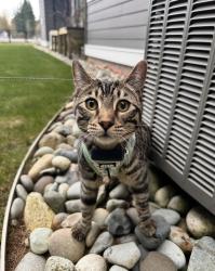 Lost Male Cat last seen Near avenue , Langley Township, BC V2Z 2S5
