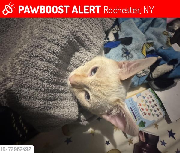 Lost Male Cat last seen Hudson ave and cleon st, Rochester, NY 14621