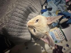 Lost Male Cat last seen Hudson ave and cleon st, Rochester, NY 14621