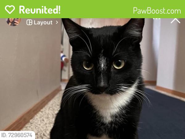 Reunited Male Cat last seen Farlin Ave, Green Bay, WI 54302