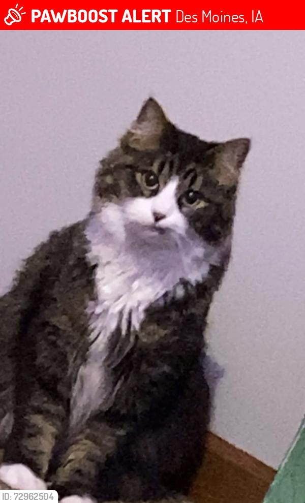 Lost Male Cat last seen Merle Hay Target, Des Moines, IA 50322