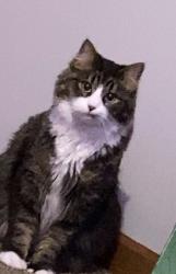 Lost Male Cat last seen Merle Hay Target, Des Moines, IA 50322