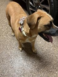 Reunited Female Dog last seen West Road Cypress , Houston, TX 77095