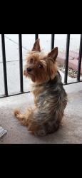 Lost Male Dog last seen Grove and Holstein Street Bridgeport , Bridgeport, PA 19405