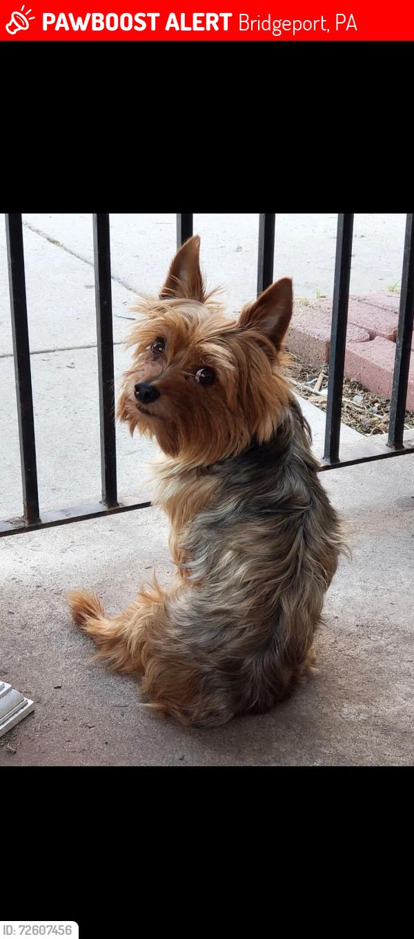 Lost Male Dog last seen Grove and Holstein Street Bridgeport , Bridgeport, PA 19405